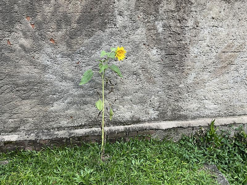 11 - Sunflower in the backyard