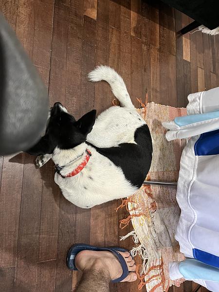 22 - Luna resting while I work