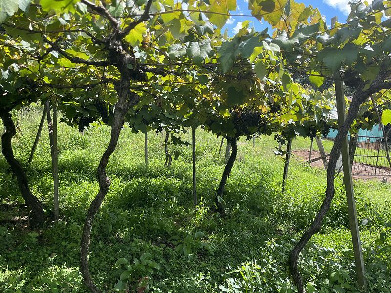 27 - Getting some grapes directly from the tree