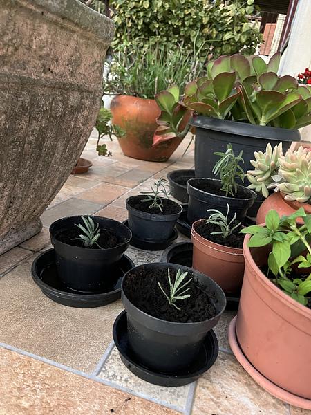 4 - Lavender seedlings I made
